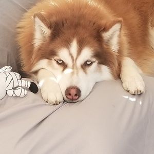 Meet your Posher, Mario